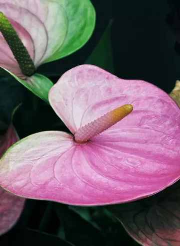 Антуриум Сиреневый от интернет-магазина цветов в 