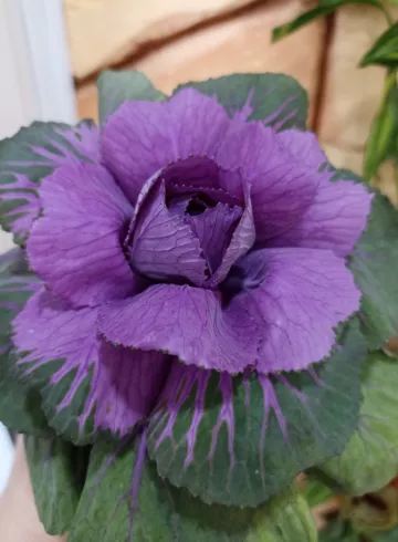 Брассика фиолетовая срезка от интернет-магазина цветов в 