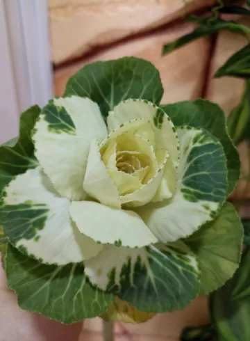 Брассика белая срезка от интернет-магазина цветов в 