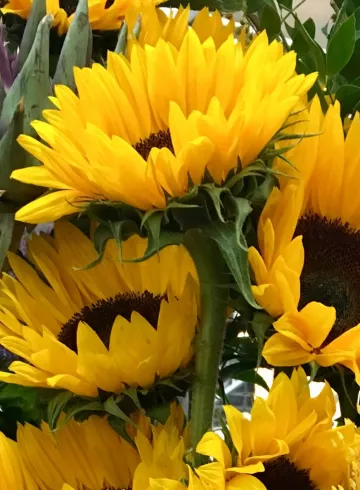 Подсолнух от интернет-магазина цветов в 