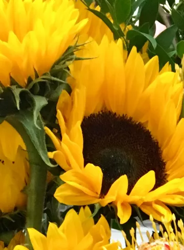 Подсолнух Оранжевый от интернет-магазина цветов в 