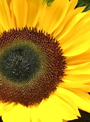 Подсолнух Желтый от интернет-магазина цветов в 