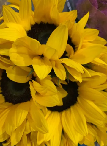 Подсолнух рыжий от интернет-магазина цветов в 