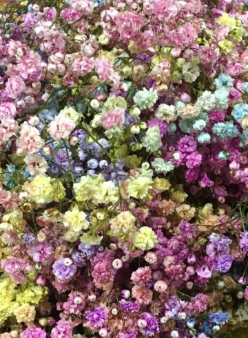 Гипсофила радужная от интернет-магазина цветов в 