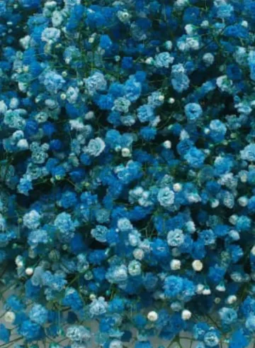 Гипсофила голубая от интернет-магазина цветов в 