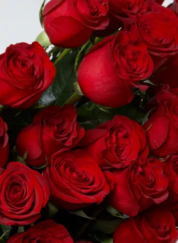 Красные крупные розы Эквадор от интернет-магазина цветов в 