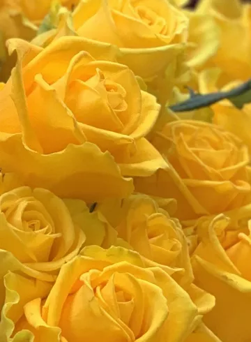 Роза желтая Россия от интернет-магазина цветов в 