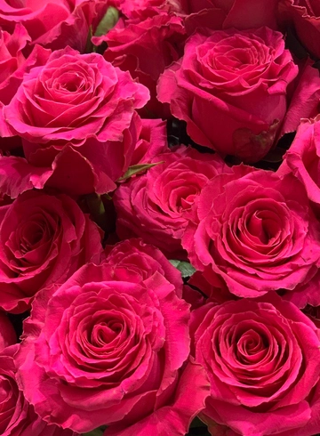 Роза Эквадор Ярко-розовая от интернет-магазина цветов в 