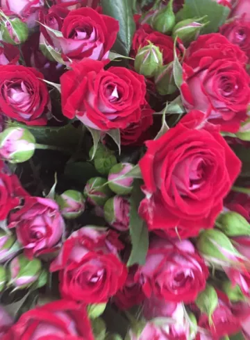 Роза красная от интернет-магазина цветов в 