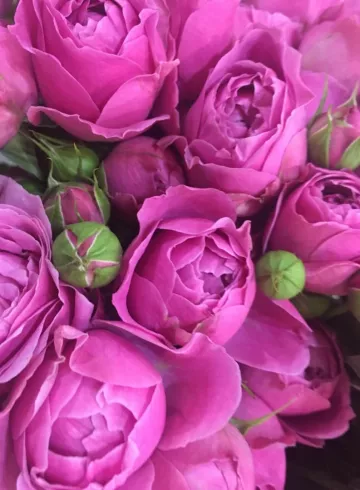 Роза сиреневая от интернет-магазина цветов в 