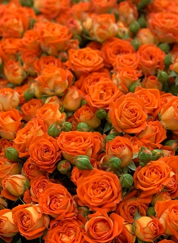 Роза Оранжевая от интернет-магазина цветов в 