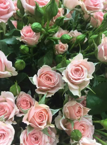 Роза светло-розовая от интернет-магазина цветов в 