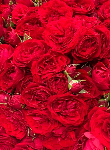 Роза кустовая красная от интернет-магазина цветов в 