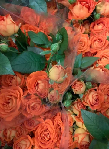 Роза кустовая оранжевая от интернет-магазина цветов в 