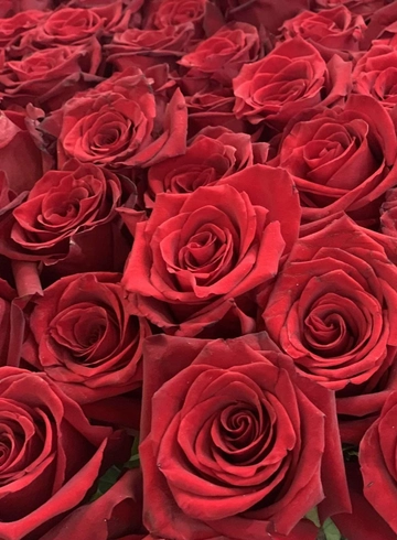 Красная роза Эквадор от интернет-магазина цветов в 