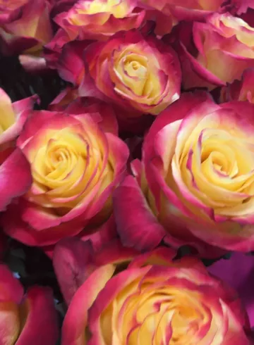 Эквадор Бордово-оранжевая от интернет-магазина цветов в 