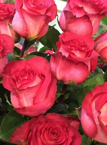 Роза розовая Эквадор от интернет-магазина цветов в 