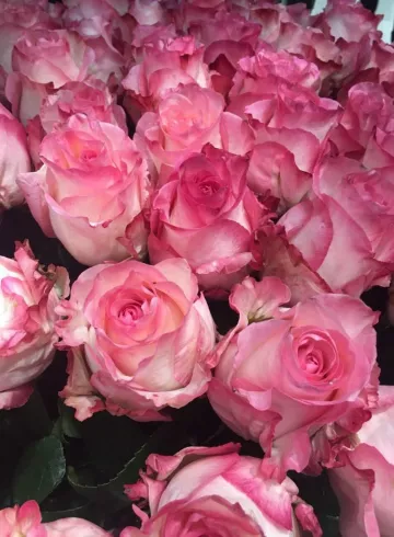 Розово-белая роза Эквадор от интернет-магазина цветов в 