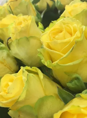 Желтая роза Эквадор от интернет-магазина цветов в 