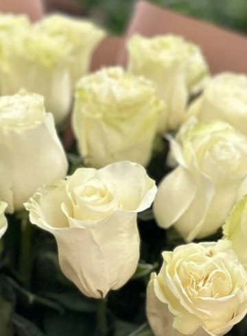 Роза эквадор белая  от интернет-магазина цветов в 