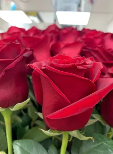 Роза Эквадор Красная от интернет-магазина цветов в 