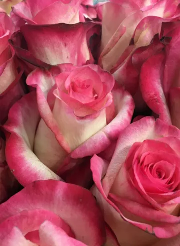 Роза Эквадор Розовая от интернет-магазина цветов в 