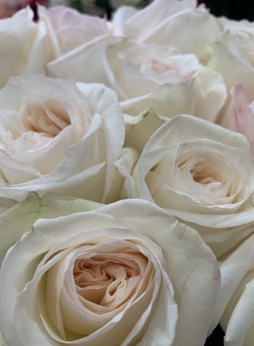 Роза Эквадор кремовоя от интернет-магазина цветов в 