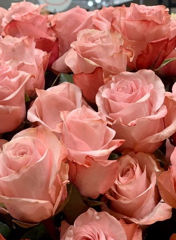 Роза Эквадор Кремовая от интернет-магазина цветов в 