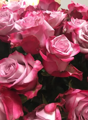 Роза Эквадор Розово-сиреневая от интернет-магазина цветов в 