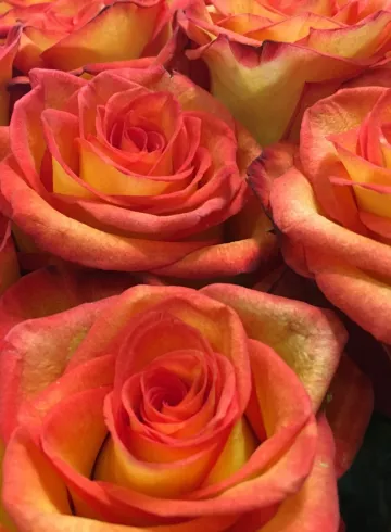 Роза Эквадор Оранжевая от интернет-магазина цветов в 