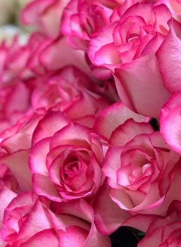 Роза Эквадор бело - розовая от интернет-магазина цветов в 