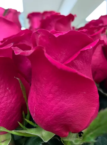 Роза  Эквадор малиновая от интернет-магазина цветов в 