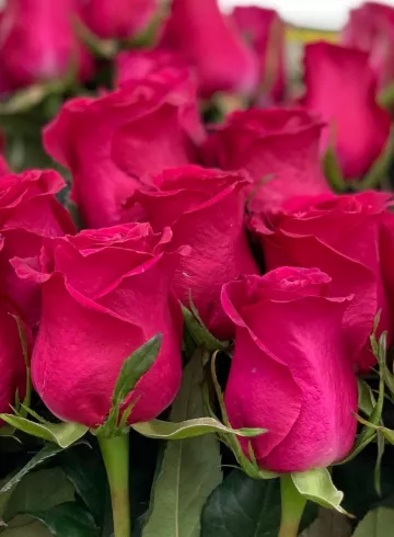 Розы ярко-розовые на высокой ножке от интернет-магазина цветов в 