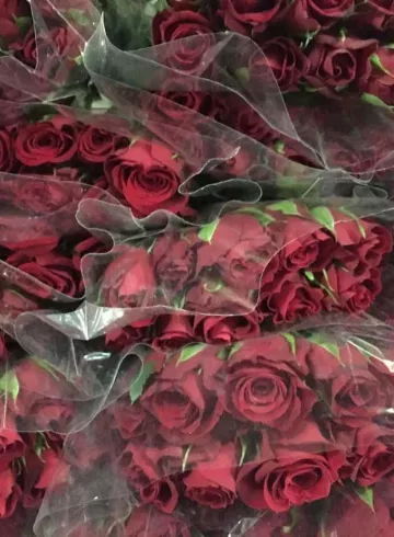 Бордовая Роза Кения от интернет-магазина цветов в 