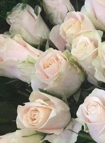 Белая роза от интернет-магазина цветов в 