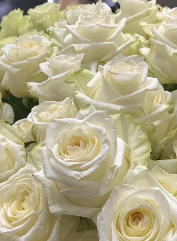 Белая роза Россия от интернет-магазина цветов в 