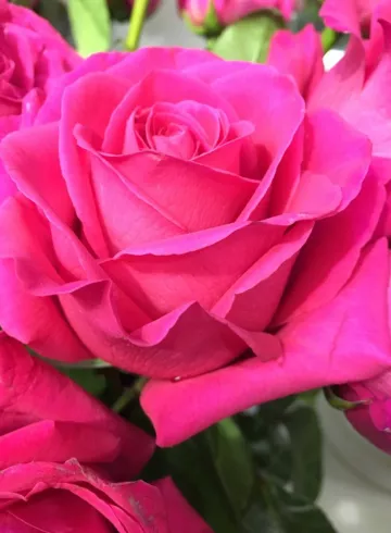 Розовая роза Россия от интернет-магазина цветов в 