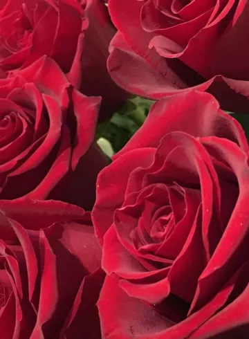 Красная роза  от интернет-магазина цветов в 