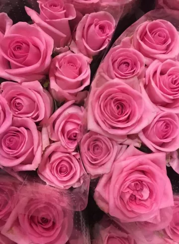 Роза Розовая Россия от интернет-магазина цветов в 