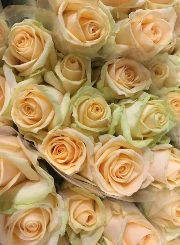 Нежно-оранжевая Роза от интернет-магазина цветов в 