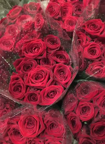 Бордовая Роза Россия от интернет-магазина цветов в 