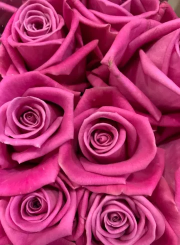 Роза фиолетовая от интернет-магазина цветов в 