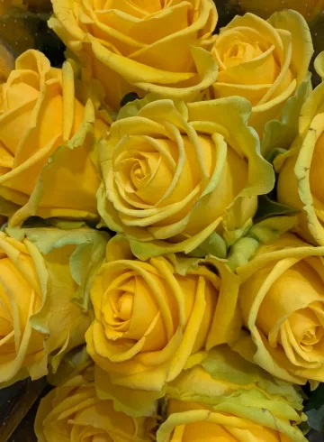 Желтая роза Россия от интернет-магазина цветов в 