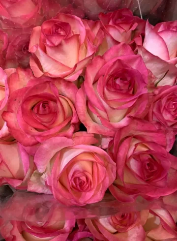 Роза двухцветная от интернет-магазина цветов в 