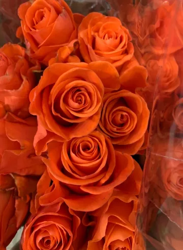 Роза оранжевая  Россия от интернет-магазина цветов в 