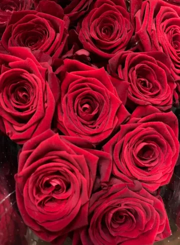 Роза красная Россия от интернет-магазина цветов в 