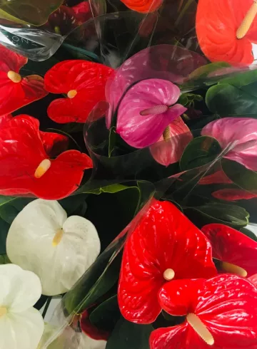 Элегантный антуриум микс от интернет-магазина цветов в 