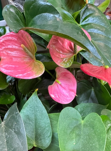 Антуриум Микс от интернет-магазина цветов в 