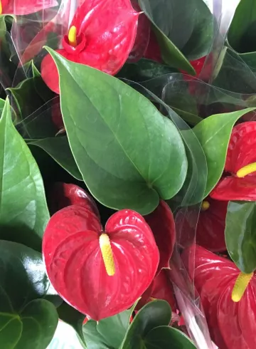 Антуриум Ярко-красный от интернет-магазина цветов в 