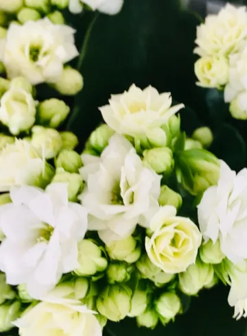 Каланхоэ Белый от интернет-магазина цветов в 